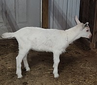 T13