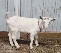 T16