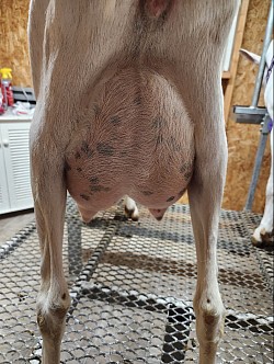 udder