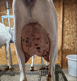 udder